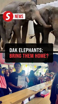 25-year deal for Taiping elephants in Japan 'too long', says group