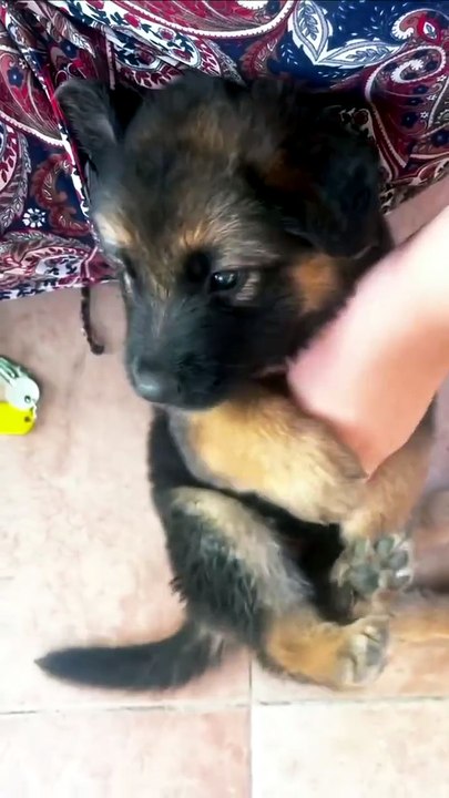 😂😂😂😂😂😂Funny German shepherd dog 😂😂😂😂