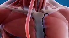 What Happens If You Eat Garlic on an Empty Stomach healthtips shorts garlic facts