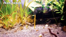 pearl danios easy to keep cold water aquarium fish