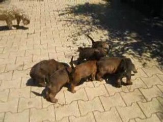 Ully et ses chiots le 12 juin 2008