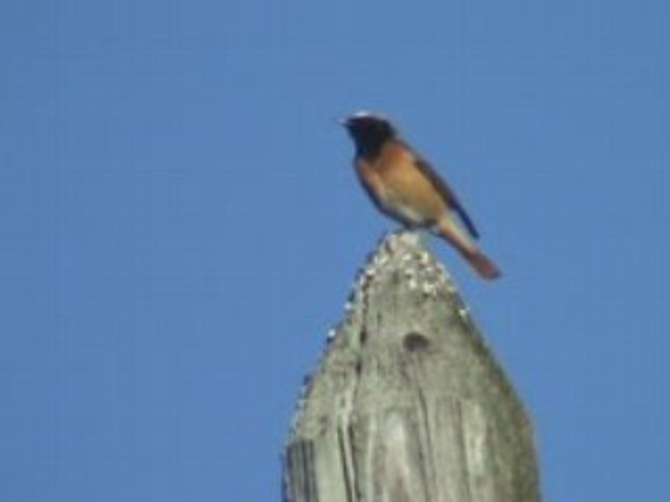 rouge queue a front blanc