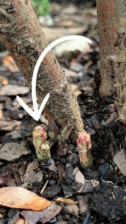 Is Your Rose Mallow Dead? Think Again!