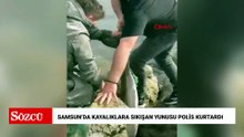 Samsun’da kayalıklara sıkışan yunusu polis kurtardı