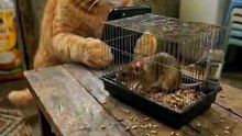 🐱 Orange Cat Sends SPY RAT Into Hidden Underground Party 😱🐀 | What He Saw Was SHOCKING!