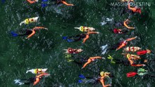 Isola del Giglio, cani da salvataggio in azione: gli scatti-show di Massimo Sestini