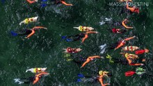 Isola del Giglio, cani da salvataggio in azione: gli scatti-show di Massimo Sestini
