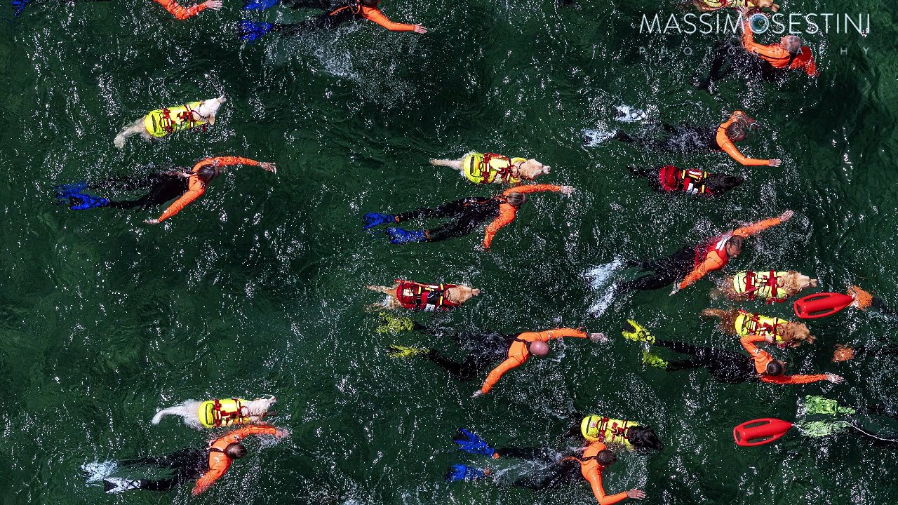 Isola del Giglio, cani da salvataggio in azione: gli scatti-show di Massimo Sestini