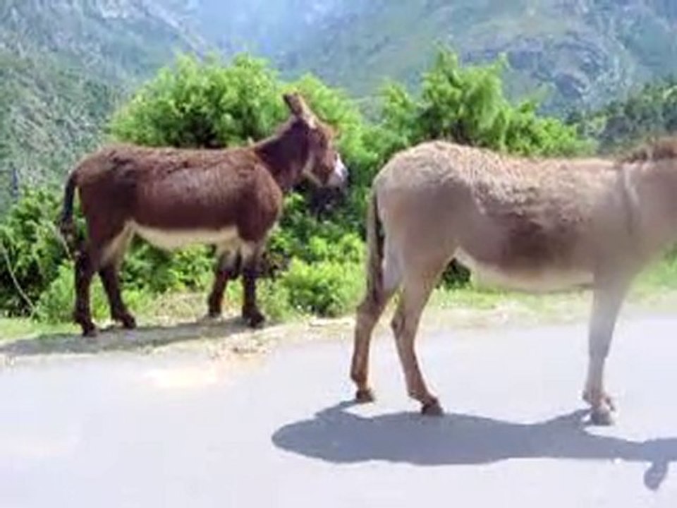 Animaux sur les routes de Corse