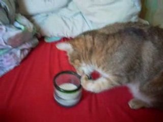 Paprika qui boit du lait