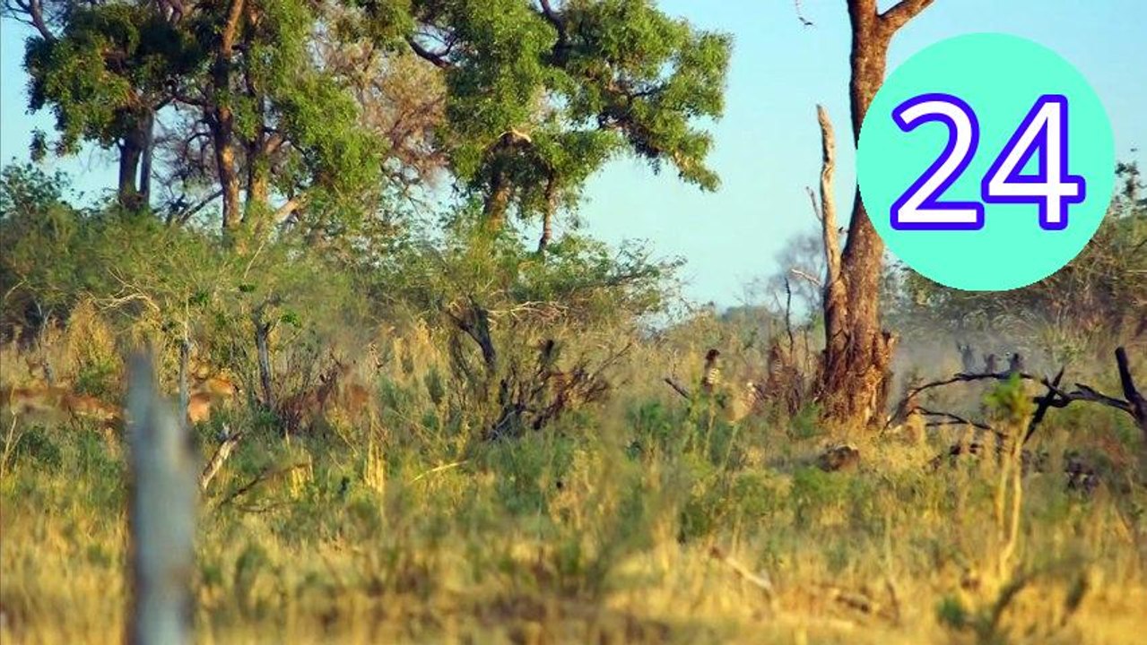 Big Cats 24 7 S02E04 Reunion Episode 24 Engsub