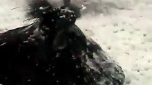 Las playas de Quequén, invadidas por espuma marina CORTO