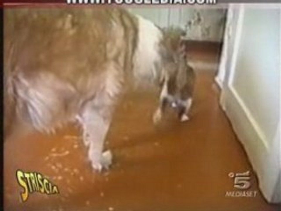 Cats Funny Videos 01