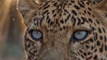 🚨 BLIND LEOPARD Cornered by Predators... Until a Sworn ENEMY Stepped In!