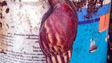 Bekicot (Snail)