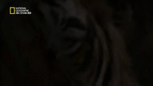 النمر الأشهر في العالم - The most famous tiger in the world