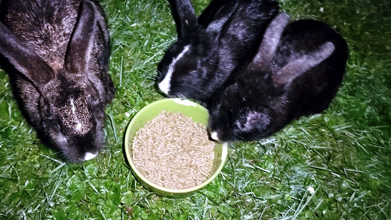 Late night bunny on a box? Late night bunny on a box. | #SparklegleamFarm #Bunny #homestead #rabbit #farmanimals #cute