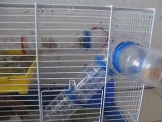 BB hamsters 20 jours