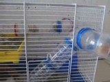 BB hamsters 20 jours