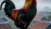 🔮 animal_rooster - Tử Vi Hôm Nay 10/05/2026