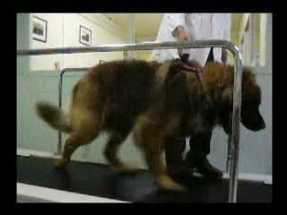 Bacchus passe au trop