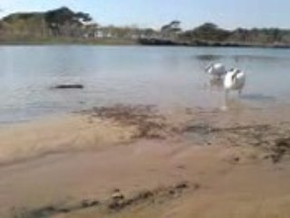 Etangs de Villepey affrontement  cygne et ragondin