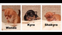 Chihuahua Chiots Mini