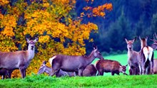 Biches en Forêt : Nature et Sérénité pour Relaxation