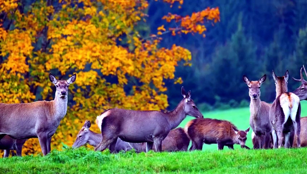 Biches en Forêt : Nature et Sérénité pour Relaxation