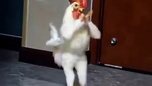 “Funny Chicken Dance 😂 | Yeh Murghi Kya Kar Rahi Hai? 🐔🔥”