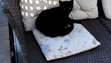 How about a bit of relaxation after dinner? #cat #funnycats #catlover