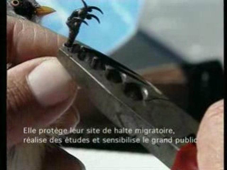Don migration LPO