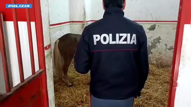Catania, scoperte due stalle abusive nel quartiere San Cristoforo