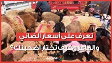 زحام على أسواق الأضاحي في السويس.. تعرف على أسعار الضاني والماعز وكيف تختار أضحيتك؟
