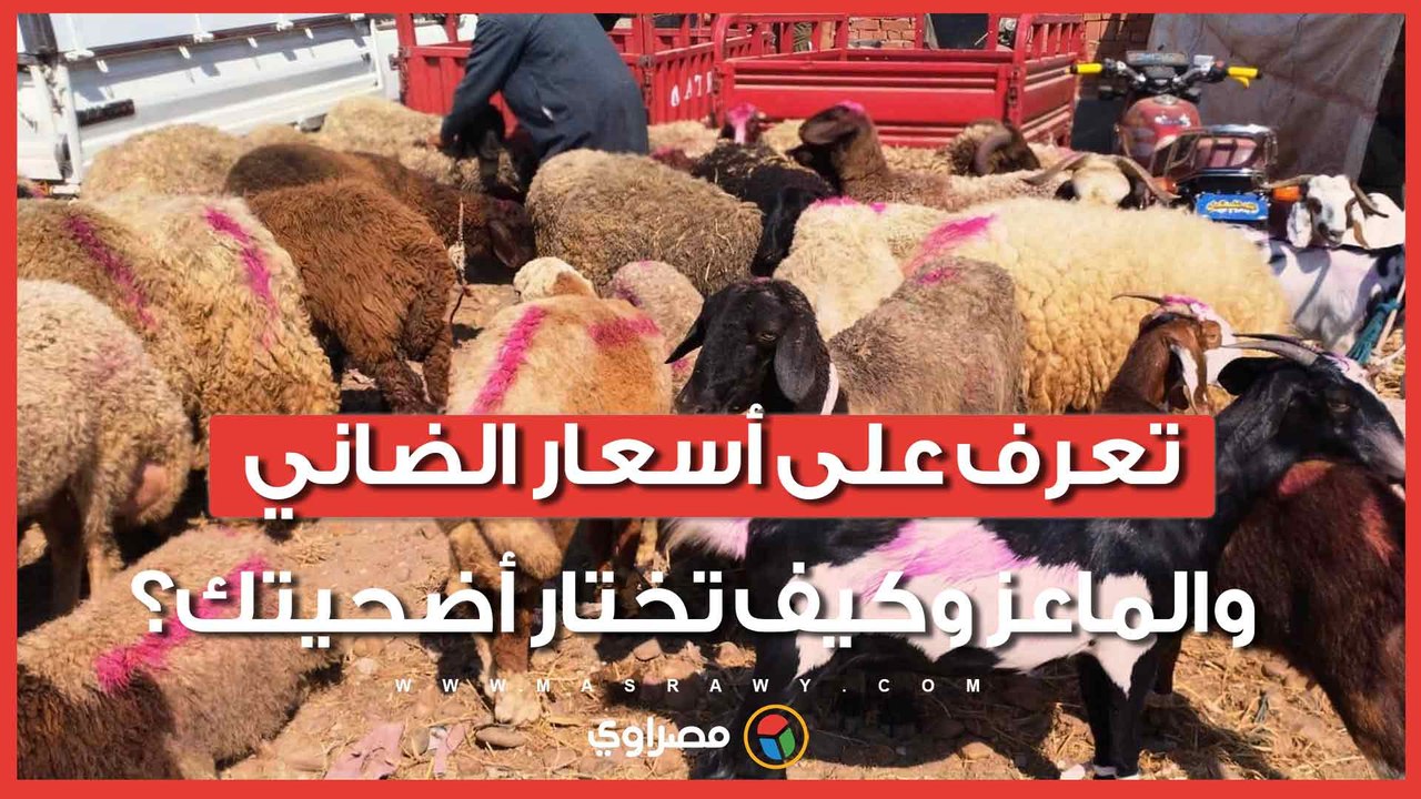 زحام على أسواق الأضاحي في السويس.. تعرف على أسعار الضاني والماعز وكيف تختار أضحيتك؟