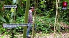 La vainilla, orquídea nativa de México, está en riesgo por la falta de polinizadores