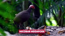 The Great Nicobar Project |  India's  BIGGEST Environmental Disaster |