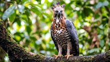 Bóng Ma Rừng Rậm - Đại Bàng Rừng Châu Phi
