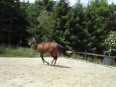 Opium saut en liberté 1m05