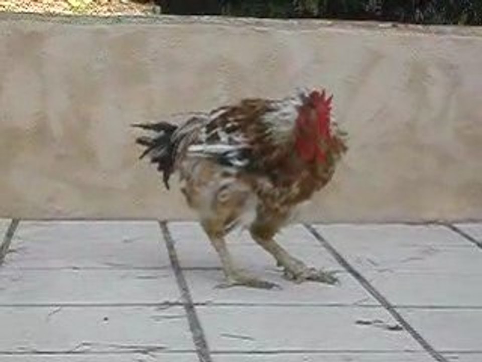 Mon beau poulet