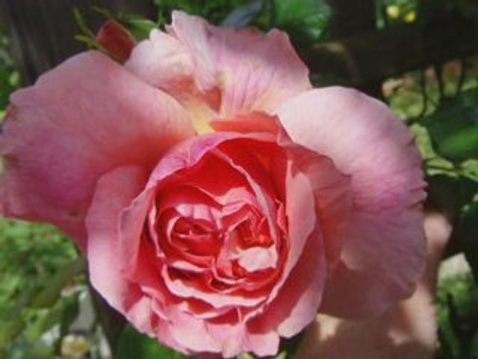 MES AMIES LES ROSES