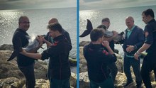 Samsun’da kayalıklara sıkışan yunusu polis kurtardı