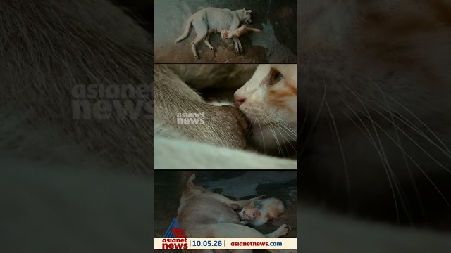 മാതൃദിനത്തിൽ കലർപ്പില്ലാത്ത സ്നേഹക്കാഴ്ച; പകർത്തിയത് ഏഷ്യാനെറ്റ് ന്യൂസ് കാമറമാൻ പ്രശാന്ത് കുനിശ്ശേരി