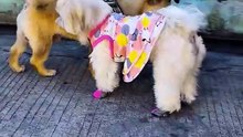 🔴 SUNDAY WALK AND MEET UP WITH FUR FRIENDS