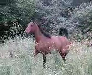 Nabeul el Zarzis, pur-sang arabe