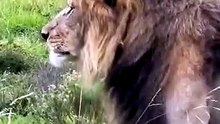 Inflation hitting everyone hard, even the king of the jungle