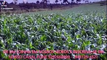 FAZENDA COM 1550 ALQUEIRÃO A VENDA CMC