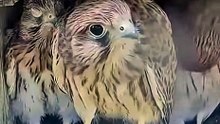 Baby kestrels seeing a butterfly for the first time. Their reactions are too cute