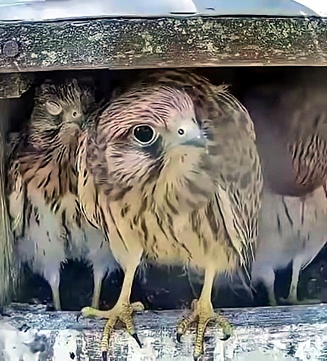 Baby kestrels seeing a butterfly for the first time. Their reactions are too cute