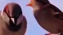 World's Funniest Bird Argument! 😂 The Most Relatable Relationship Meme